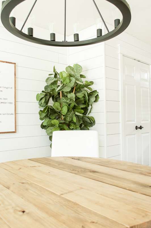 faux fiddle leaf fig tree in a dining room with shiplap walls